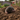Maulwurf unter Naturschutz: Was darf ich tun?